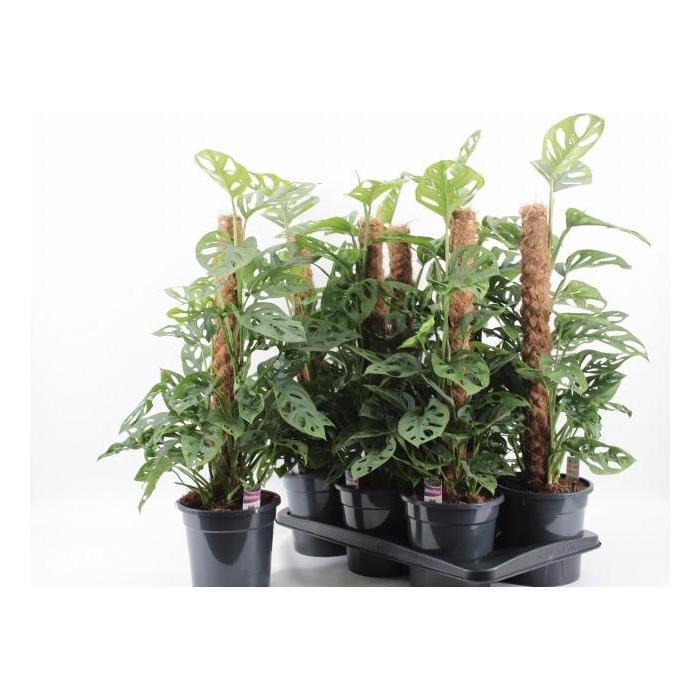 <h4>MONSTERA MONKEY LEAF</h4>