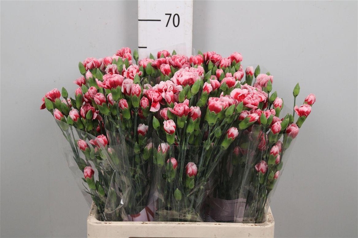 <h4>Di Tr Swing</h4>