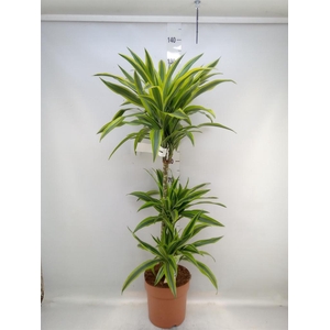 Dracaena fr de 'LemonLime'