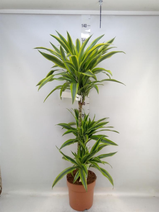 <h4>Dracaena fr de 'LemonLime'</h4>