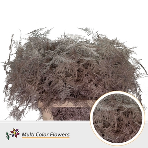 Asparagus Lang Champagne (import)