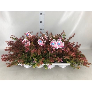 Abelia   ...