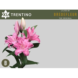LI OR TRENTINO 4+
