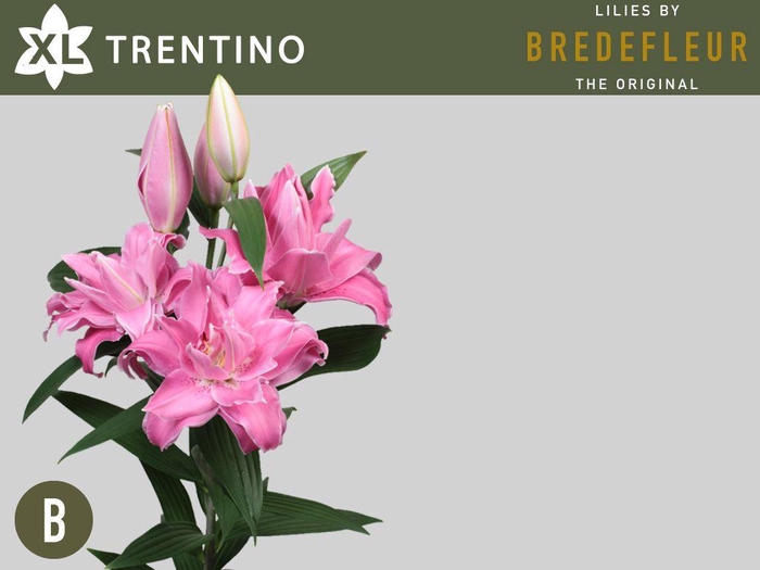 <h4>LI OR TRENTINO 4+</h4>