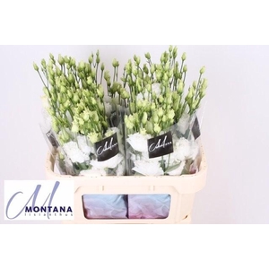 Lisianthus do celeb chrystal
