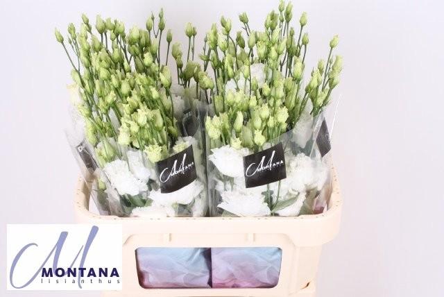 <h4>Lisianthus do celeb chrystal</h4>