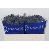 Eryngium Blue Dynamite