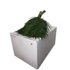 PHOENIX ROEBELINII 60 CM BQ