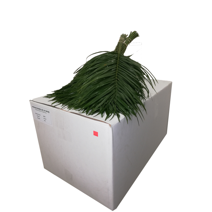 <h4>PHOENIX ROEBELINII 60 CM BQ</h4>