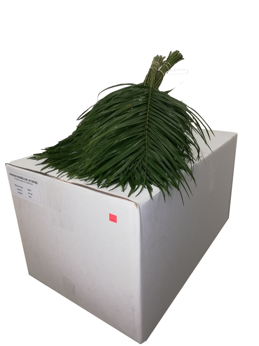 PHOENIX ROEBELINII 80 CM TROPICAL ORANJE BOX