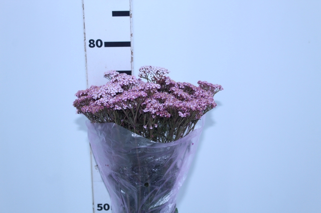 <h4>ACHILLEA MILLEFOLIUM ROSA TINTURADA 060 CM</h4>