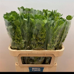 MOLUCCELLA STUK