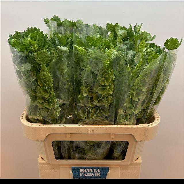 <h4>MOLUCCELLA STUK</h4>