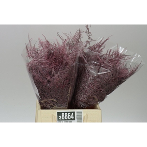 Aspa 1e Veren Rose/gold X50