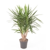 Yucca