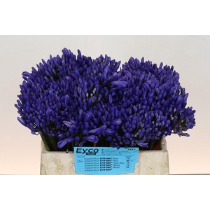 Agapanthus EYFORI Blue