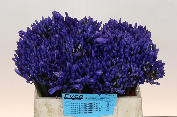 <h4>Agapanthus Eyfori Blue</h4>