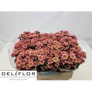 CHR SAN ATILLA SALMO