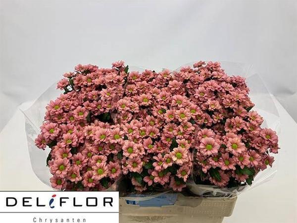 <h4>CHR SAN ATILLA SALMO</h4>