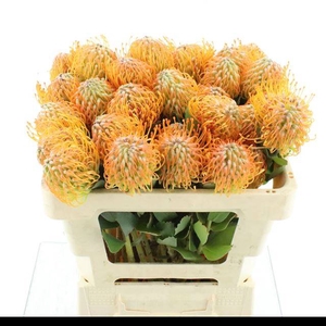 LEUCO SOLEIL