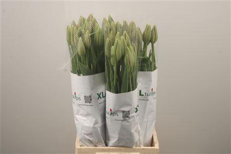 <h4>Tu Fr En Menton</h4>