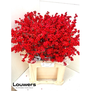 ILEX MAG SUPREME RED