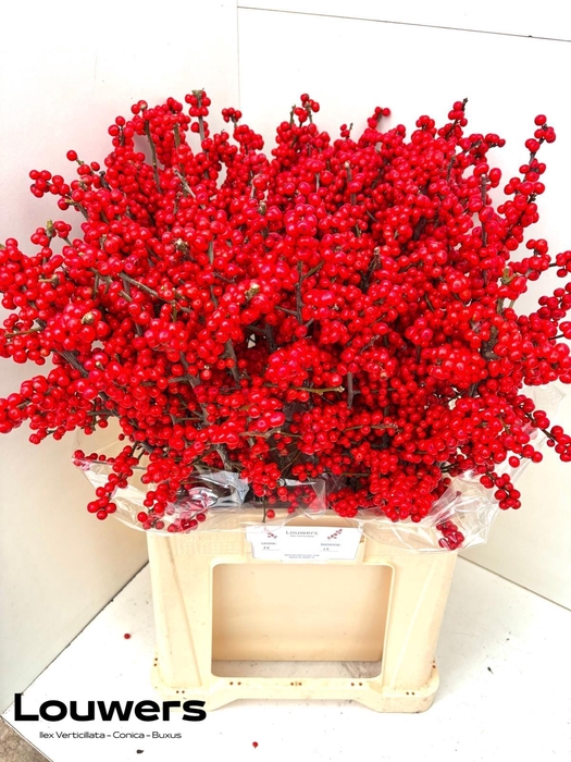 <h4>ILEX MAG SUPREME RED</h4>
