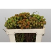 Kaaps Groen Baubles