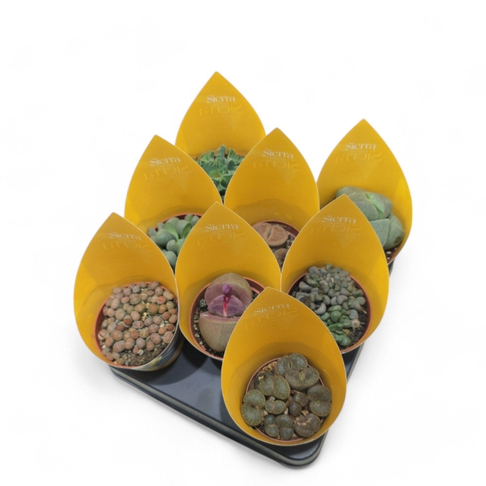 <h4>Lithops Mix (4spc.) (sierra)</h4>