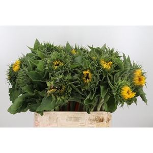 Helianthus Sunrich Orang