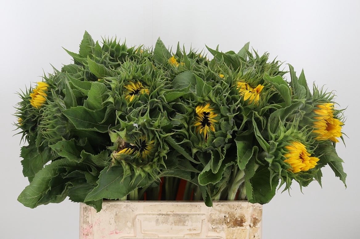 <h4>Helianthus Sunrich Orang</h4>