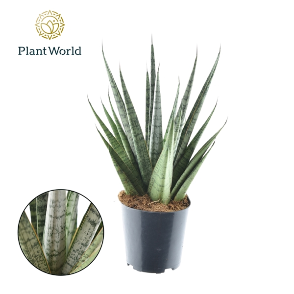 <h4>Sansevieria Sem P12</h4>