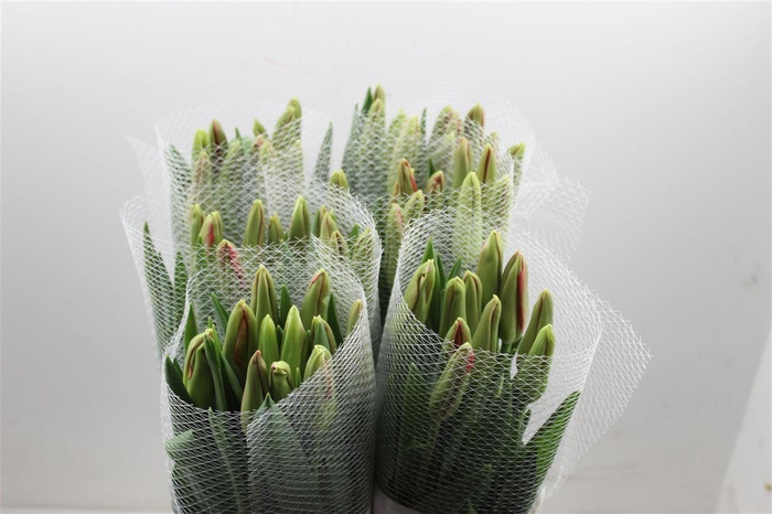 <h4>Tu Fr En Kingsblood</h4>