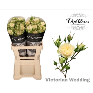 R TR VICTOR WEDDING+