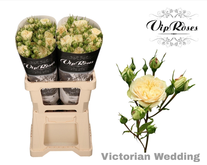 <h4>R TR VICTOR WEDDING+</h4>