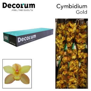 Cymbidium Gold 80 cm Super