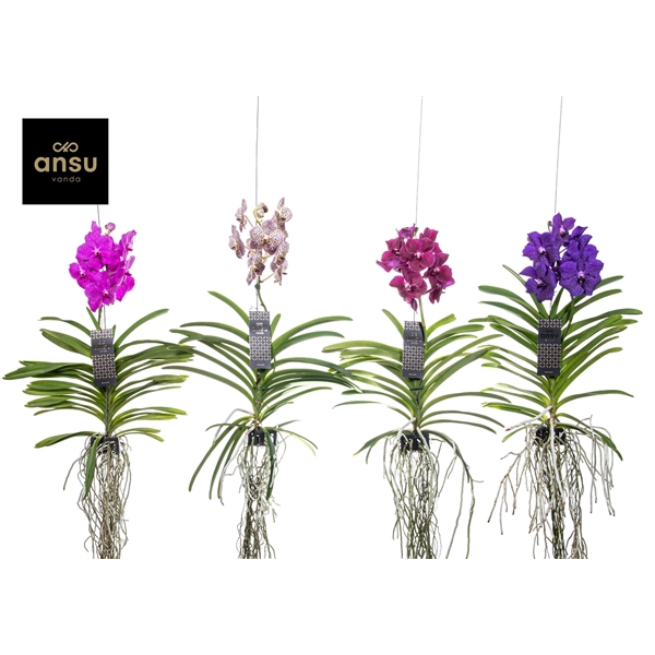 <h4>Vanda mix Large - Colour Mix</h4>