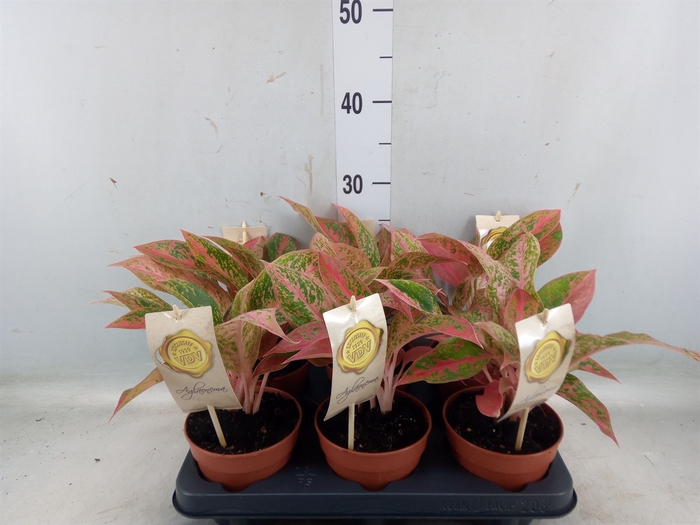 <h4>Aglaonema   ...</h4>