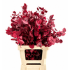 Euc. Cinerea Preserved Cerise