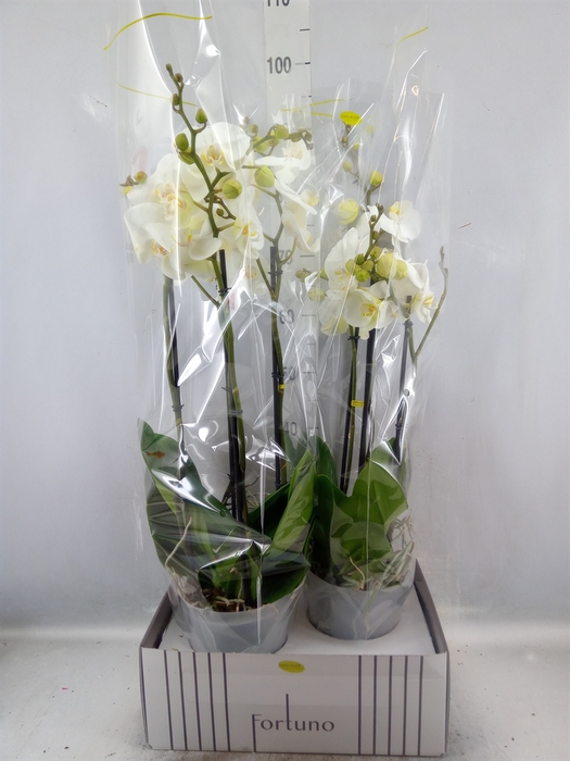 <h4>Phalaenopsis   ...white</h4>