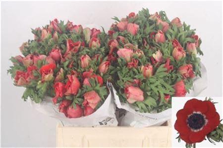 Anemone Mistral Red