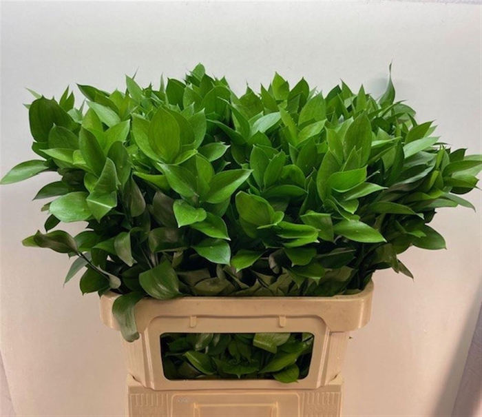 <h4>RUSCUS HYPOPHYLLUM</h4>