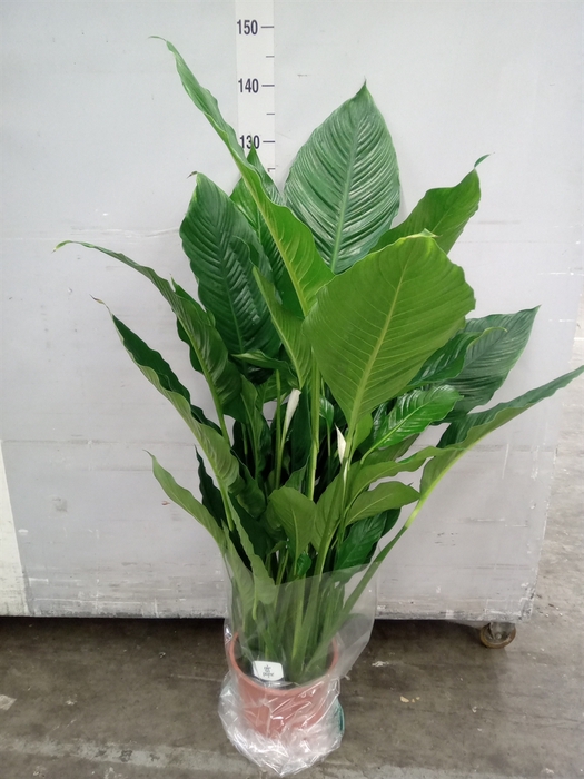 <h4>Spathiphyllum  'Sweet Sebastiano'</h4>