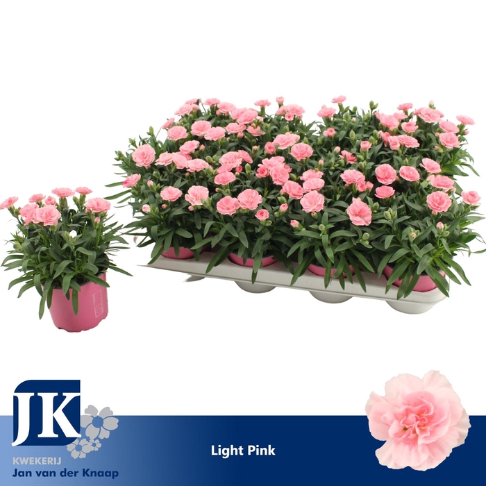<h4>Dianthus P12 Light Pink TST</h4>