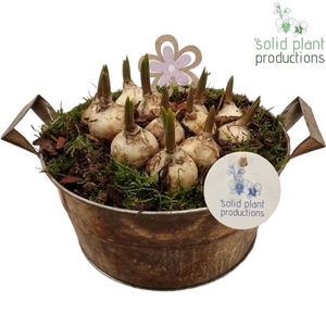 ZMU004 Antique Zinc Muscari