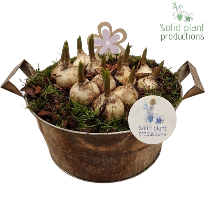 <h4>ZMU004 Antique Zinc Muscari</h4>