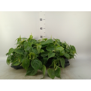 Philodendron scand.