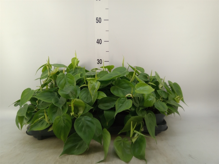 <h4>Philodendron scand.</h4>