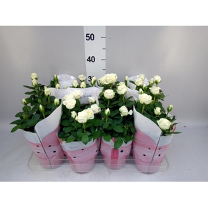 Rosa  'Amorosa Infinity White'