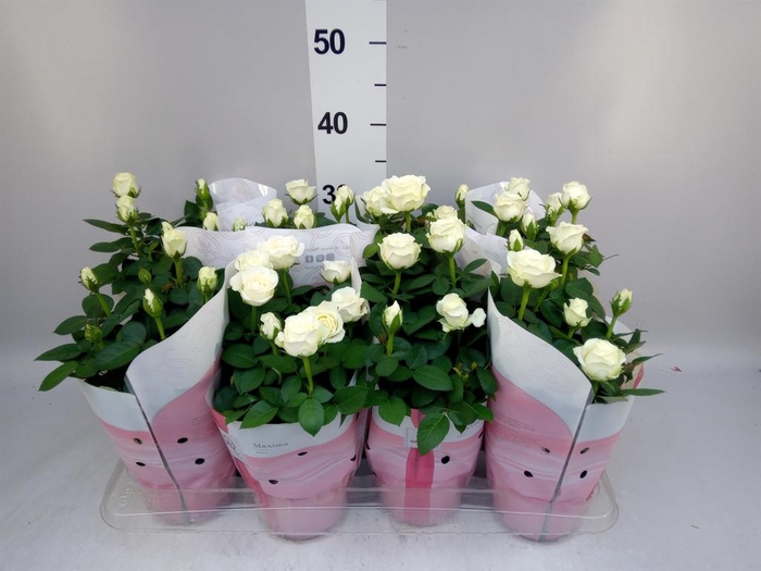 <h4>Rosa  'Amorosa Infinity White'</h4>